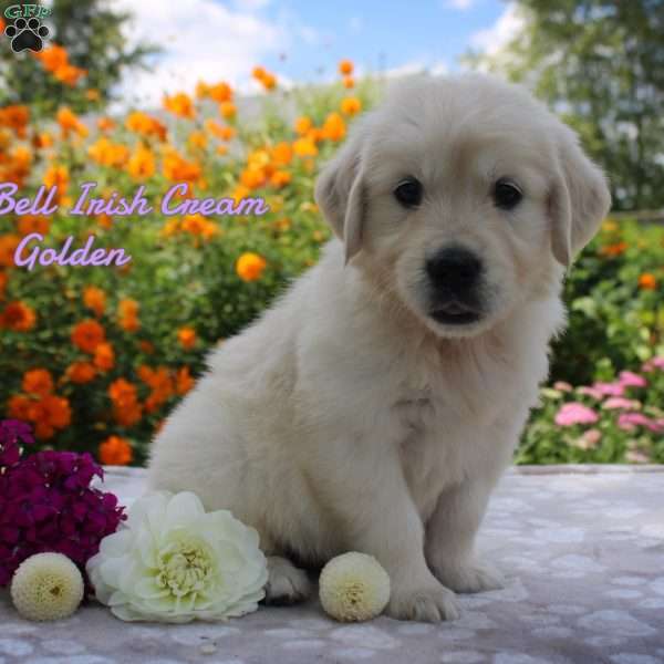 Tinkerbell, Golden Retriever Puppy